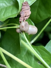Dioscorea polystachya