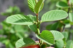 Karwinskia humboldtiana
