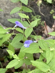Scutellaria galericulata