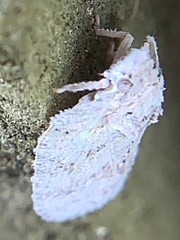 Flatoidinus punctatus