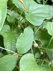 Dioscorea polystachya