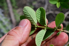 Karwinskia humboldtiana