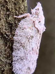 Flatoidinus punctatus