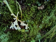 Clavariaceae