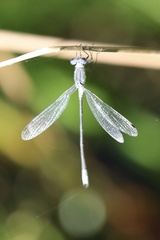 Lestes disjunctus