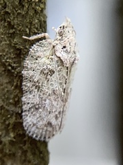 Flatoidinus punctatus