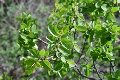 Karwinskia humboldtiana