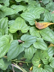 Dioscorea polystachya