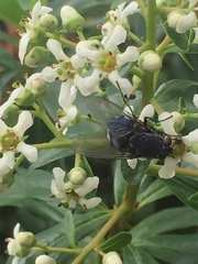 Calliphorinae