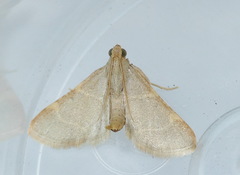 Hypsopygia binodulalis