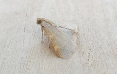 Hypsopygia binodulalis