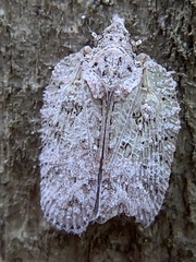 Flatoidinus punctatus