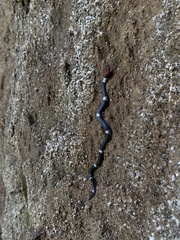 Pseudoleptodeira latifasciata