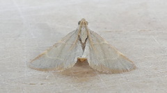 Hypsopygia binodulalis
