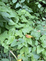 Dioscorea polystachya