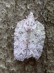 Flatoidinus punctatus