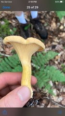 Cantharellus
