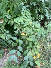 Dioscorea polystachya