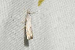Crambus albellus