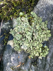 Myelochroa aurulenta