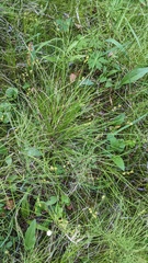Carex interior