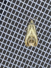 Olethreutes hamameliana