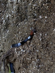 Pseudoleptodeira latifasciata