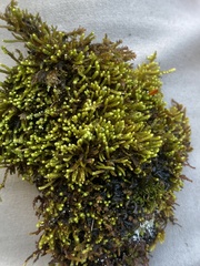 Claopodium rostratum