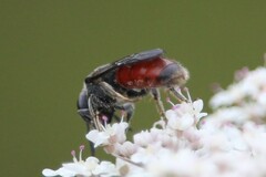Sphecodes