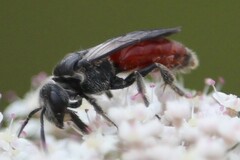 Sphecodes