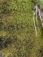 Claopodium rostratum