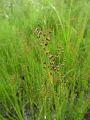 Juncus brachycephalus