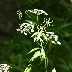 Cicuta maculata