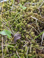 Plagiomnium cuspidatum