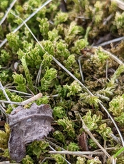 Plagiomnium cuspidatum