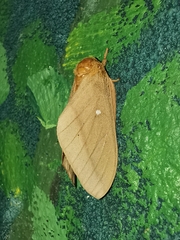 Anisota oslari