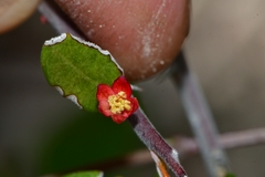 Castela erecta