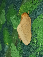 Anisota oslari