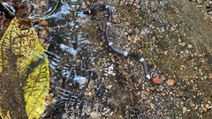 Pseudoleptodeira latifasciata