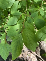 Dirca palustris