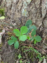 Fragaria