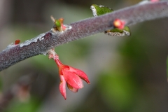 Castela erecta