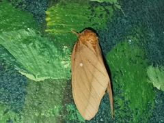 Anisota oslari