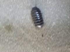 Armadillidium vulgare