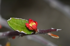 Castela erecta