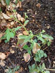 Euphorbia