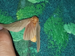 Anisota oslari