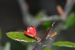 Castela erecta