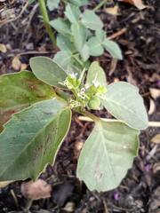 Euphorbia