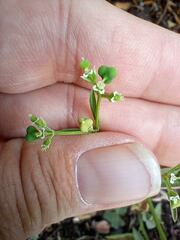 Euphorbia